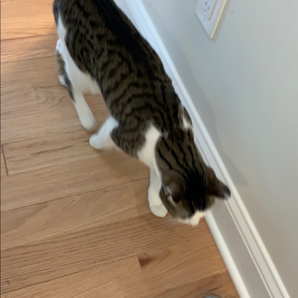 Meet your Posher, Bonnie